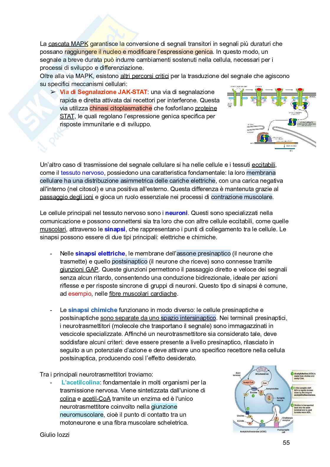 Biologia animale Pag. 56