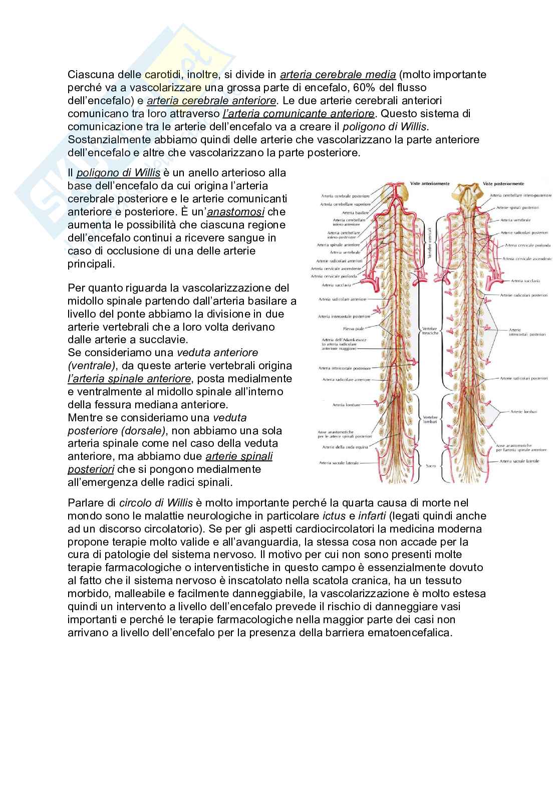 Tronco encefalico e vascolarizzazione dell'encefalo e del midollo spinale Pag. 2