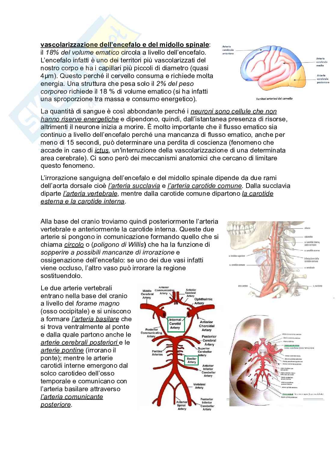 Tronco encefalico e vascolarizzazione dell'encefalo e del midollo spinale