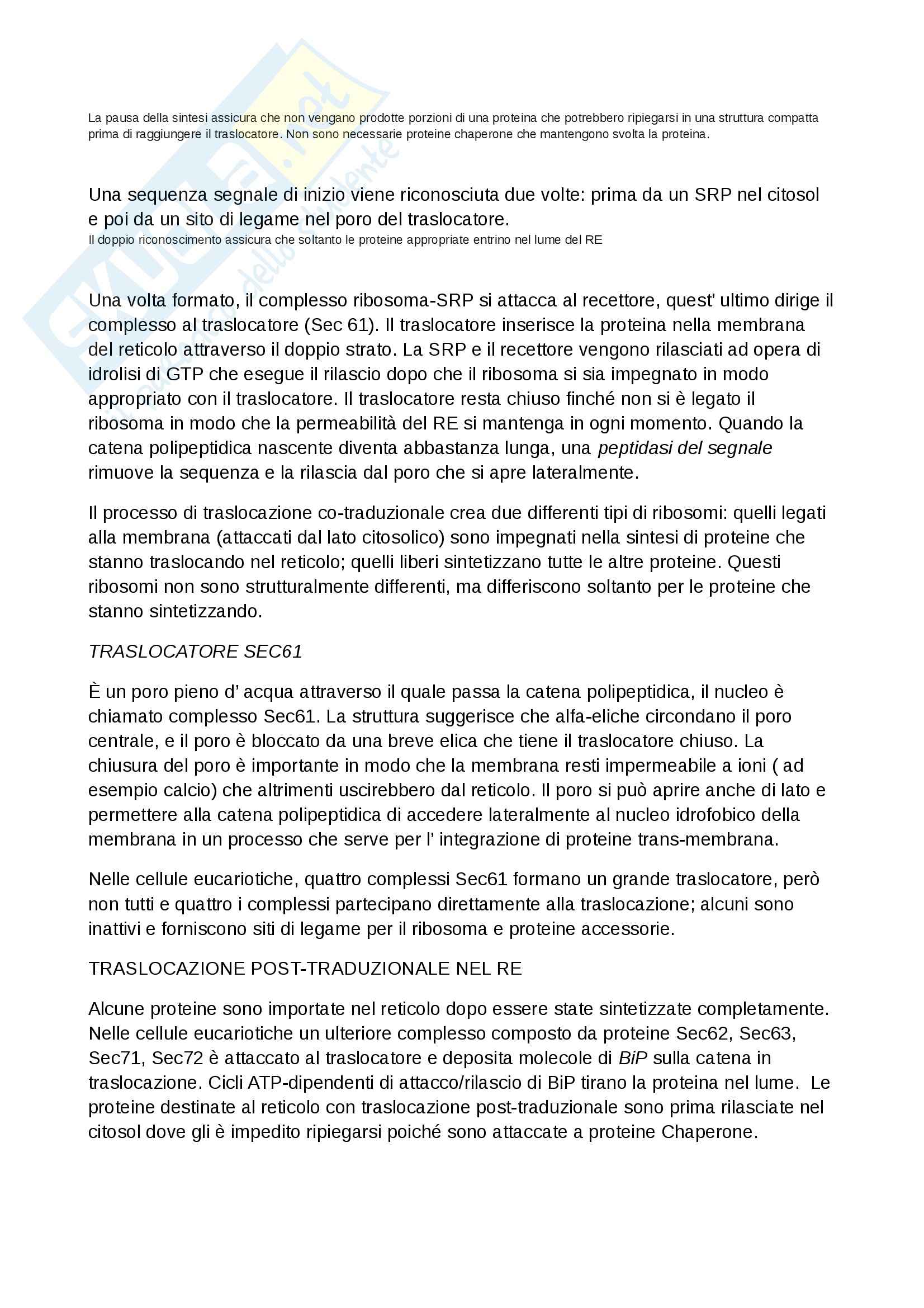 A Cosa Serve Il Reticolo Endoplasmatico