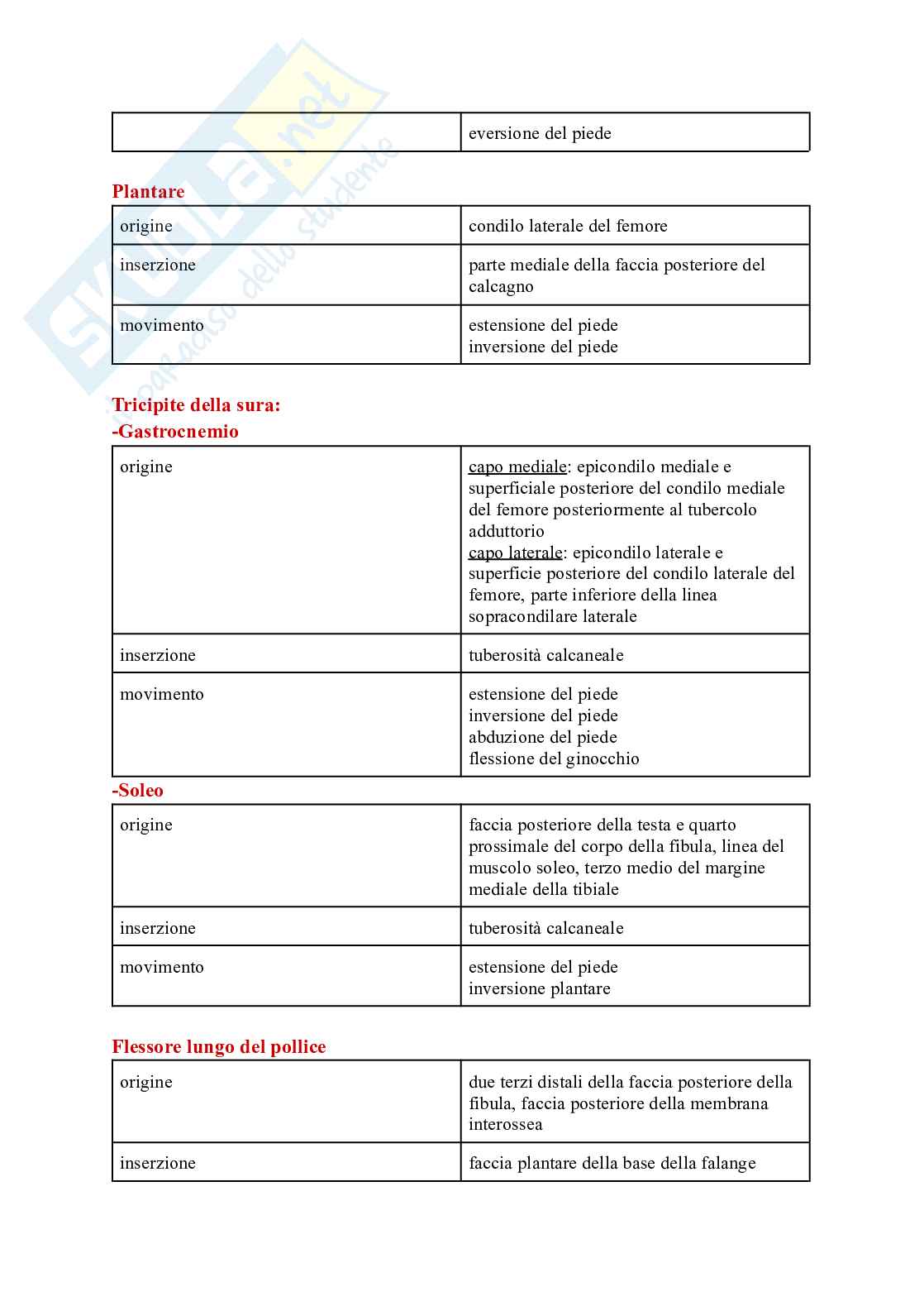 Tabella sui muscoli Pag. 36