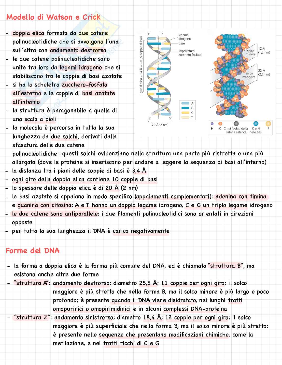 Biologia molecolare Pag. 16