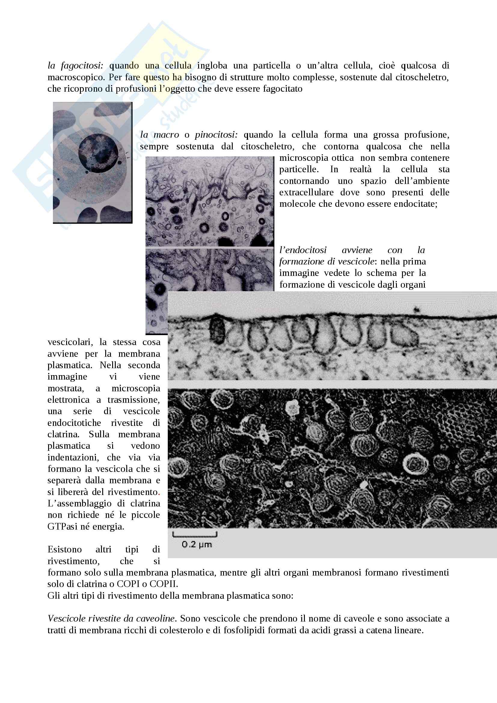 Citologia - endocitosi Pag. 2