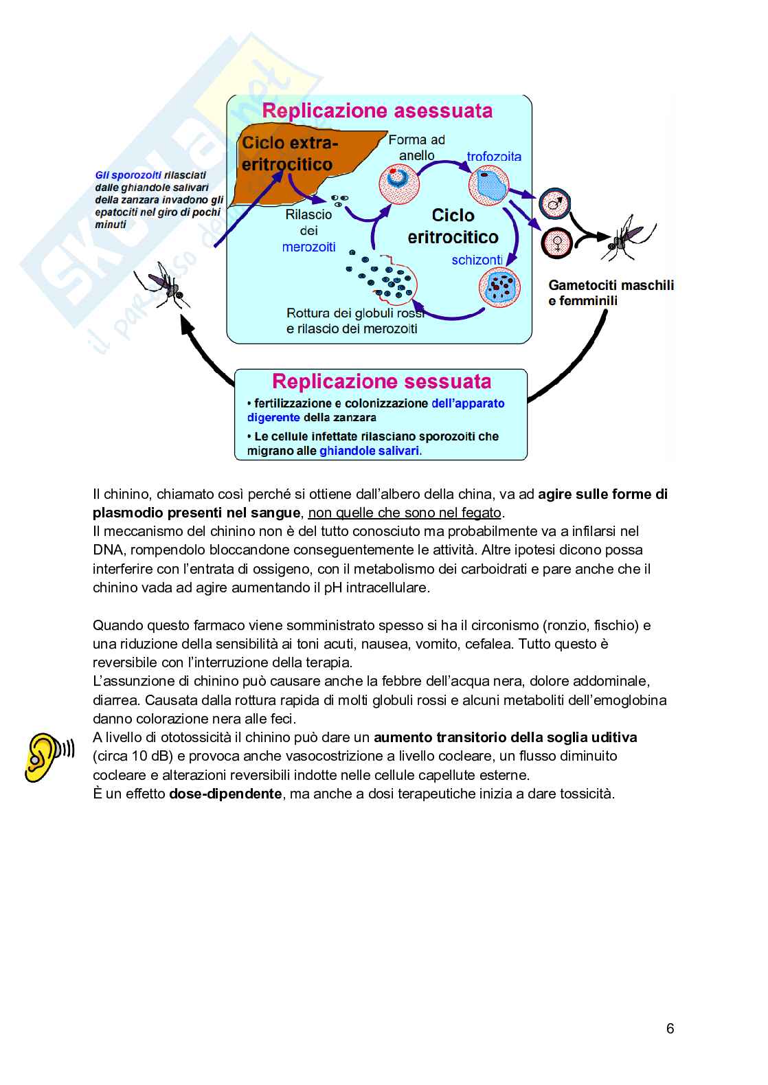 Farmaci per ipertensione e malaria Pag. 6