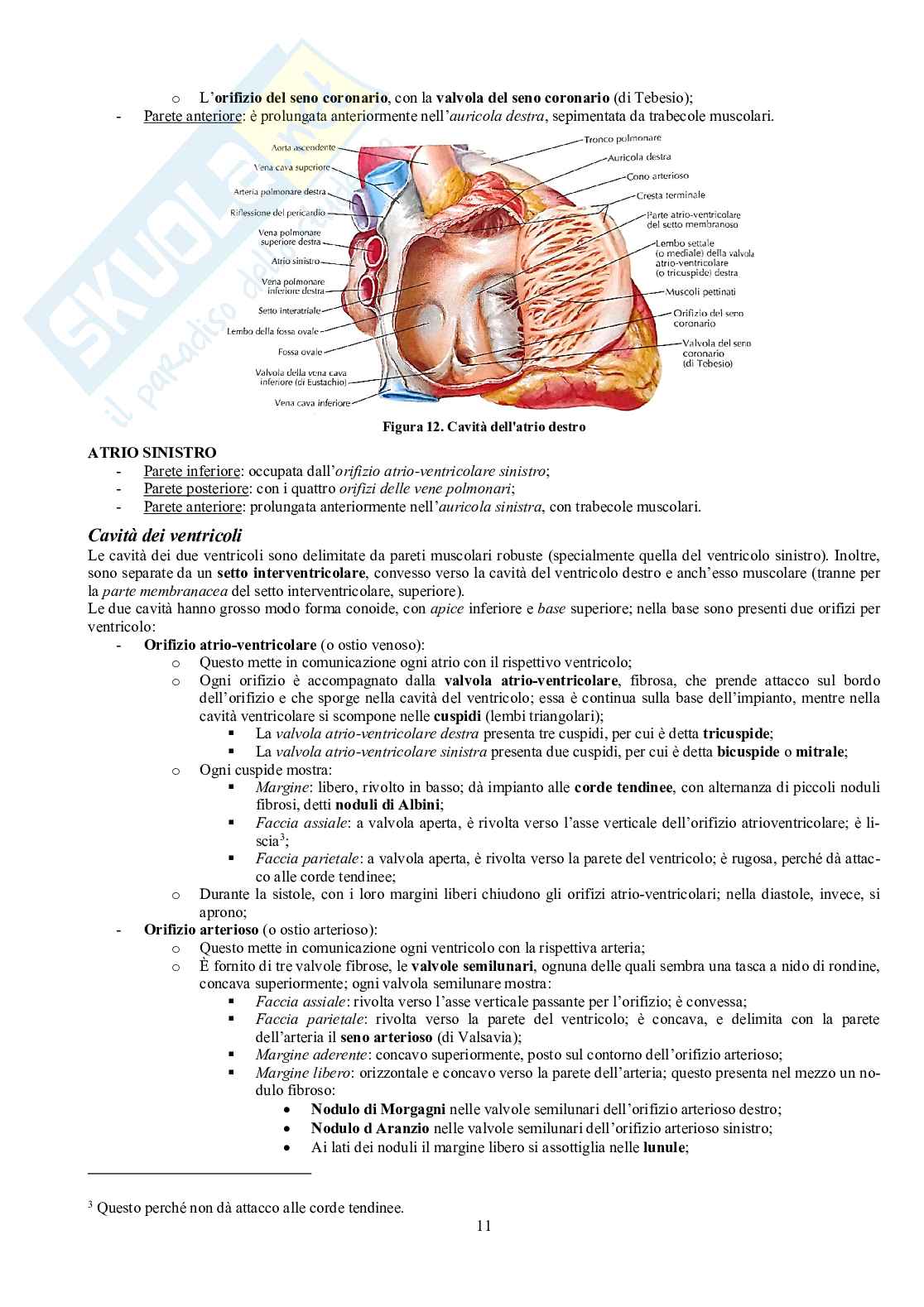 Appunti di Anatomia - Splancnologia Pag. 11
