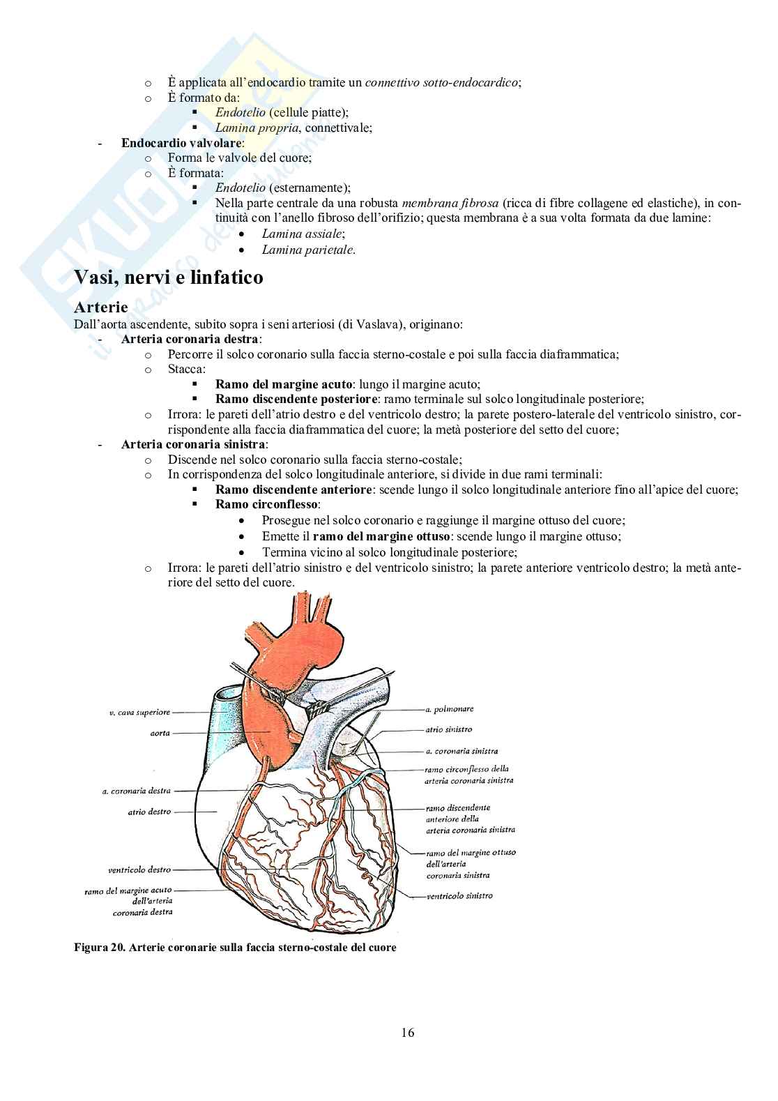 Appunti di Anatomia - Splancnologia Pag. 16