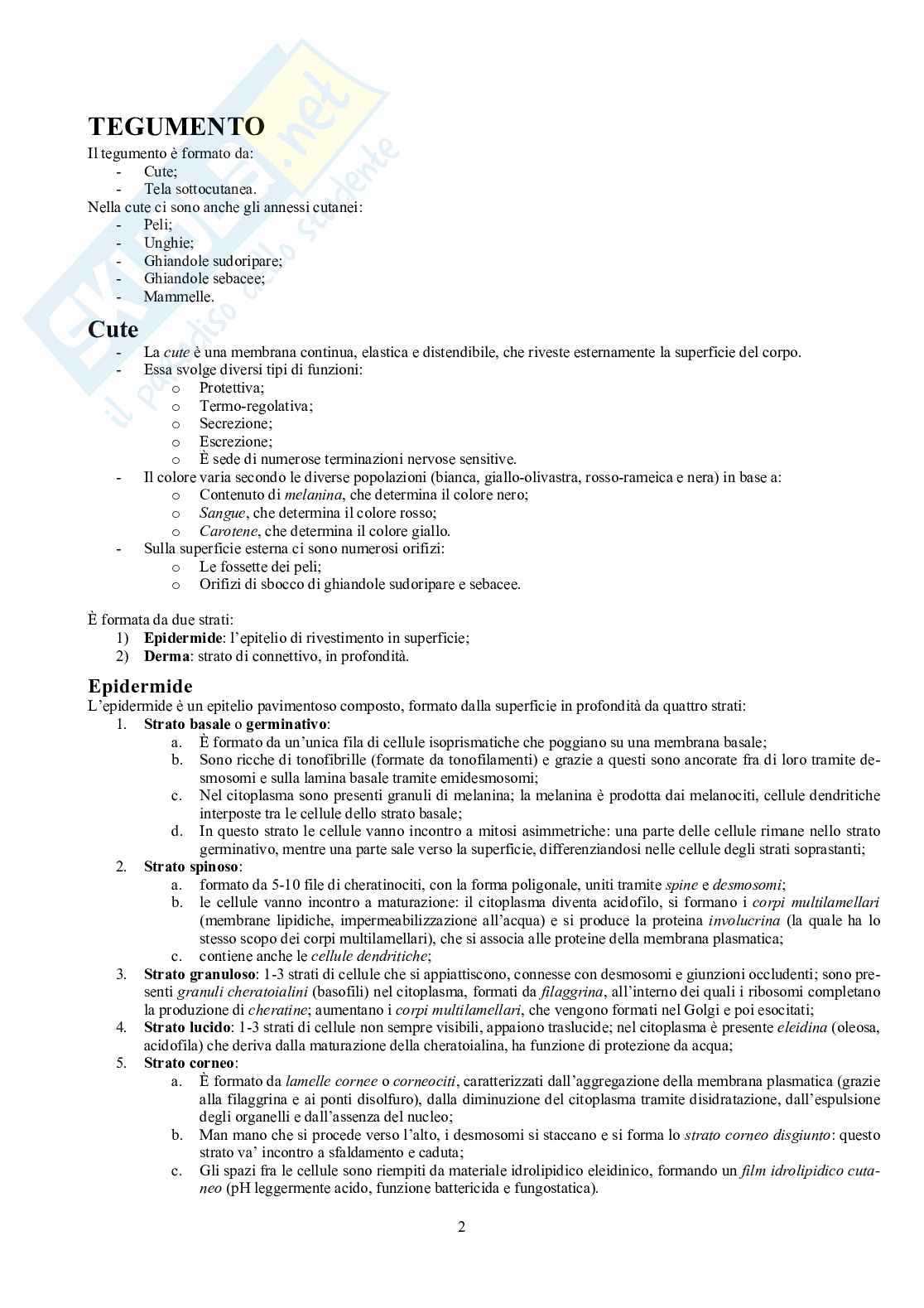 Appunti di Anatomia - Splancnologia Pag. 2