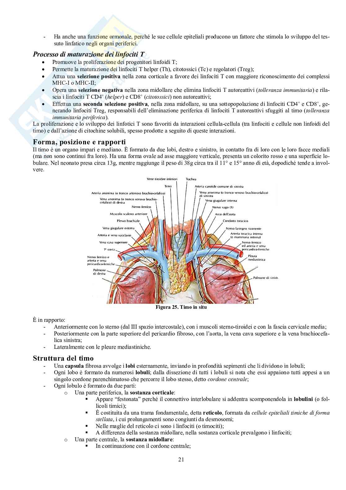 Appunti di Anatomia - Splancnologia Pag. 21