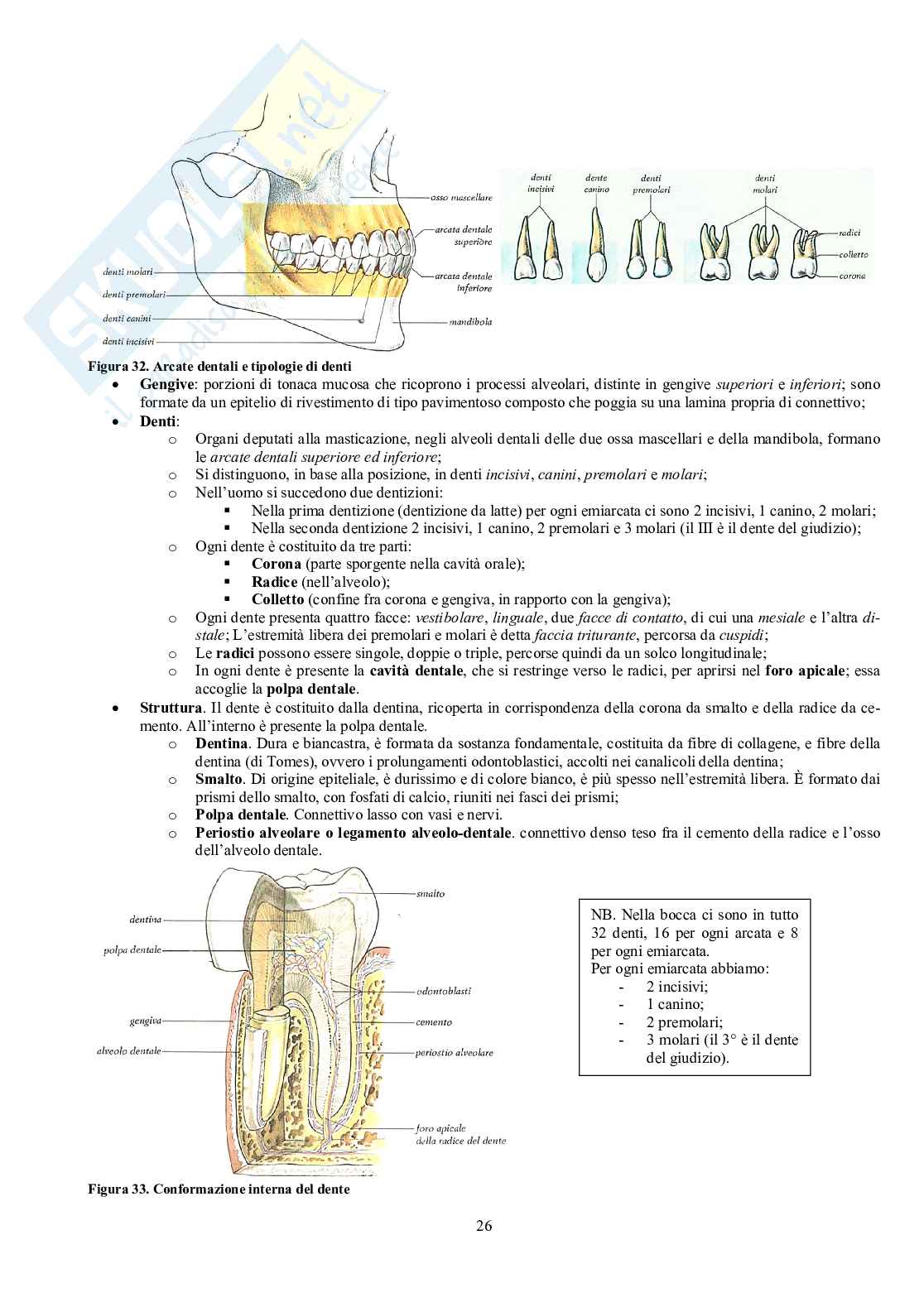 Appunti di Anatomia - Splancnologia Pag. 26