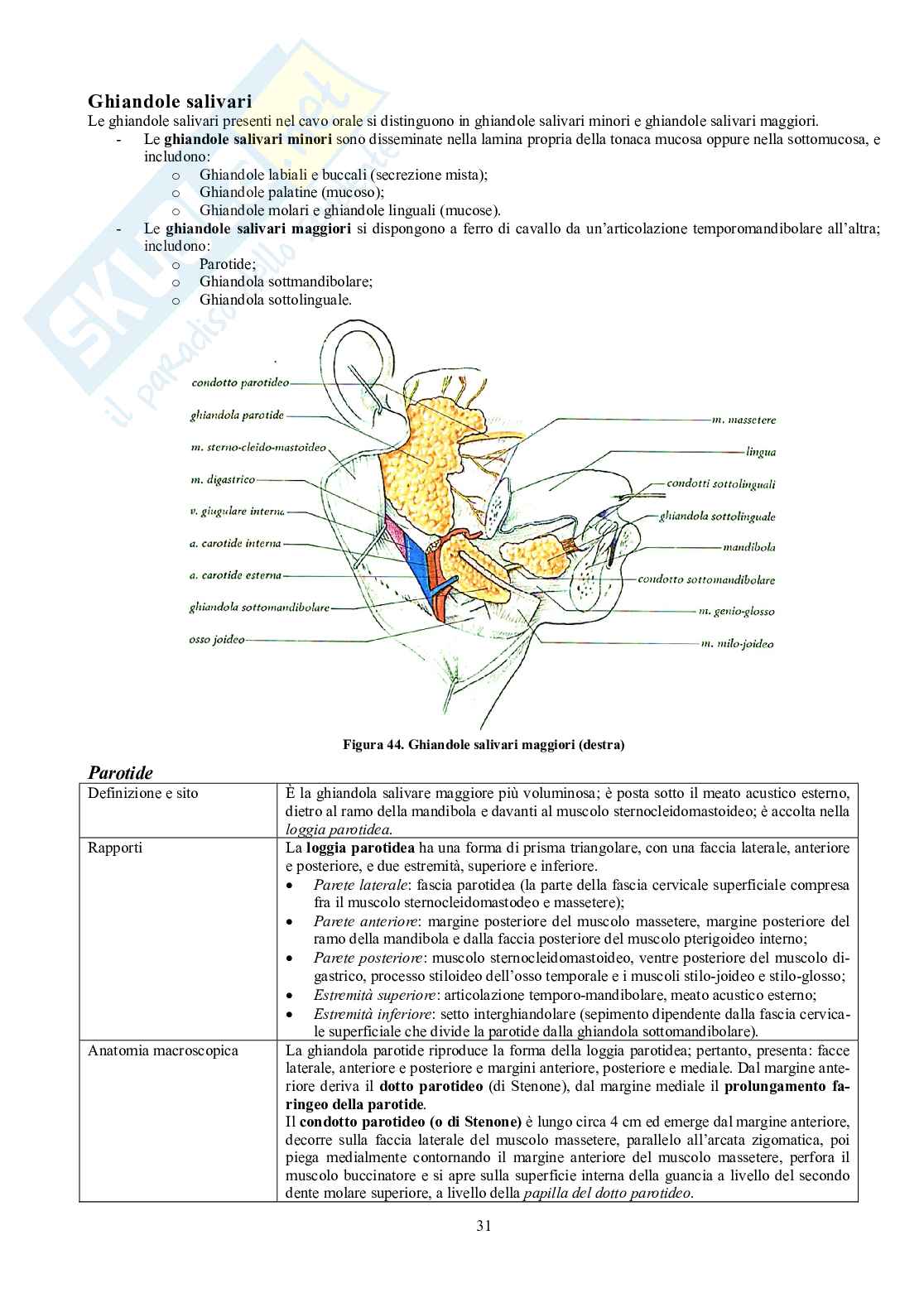 Appunti di Anatomia - Splancnologia Pag. 31