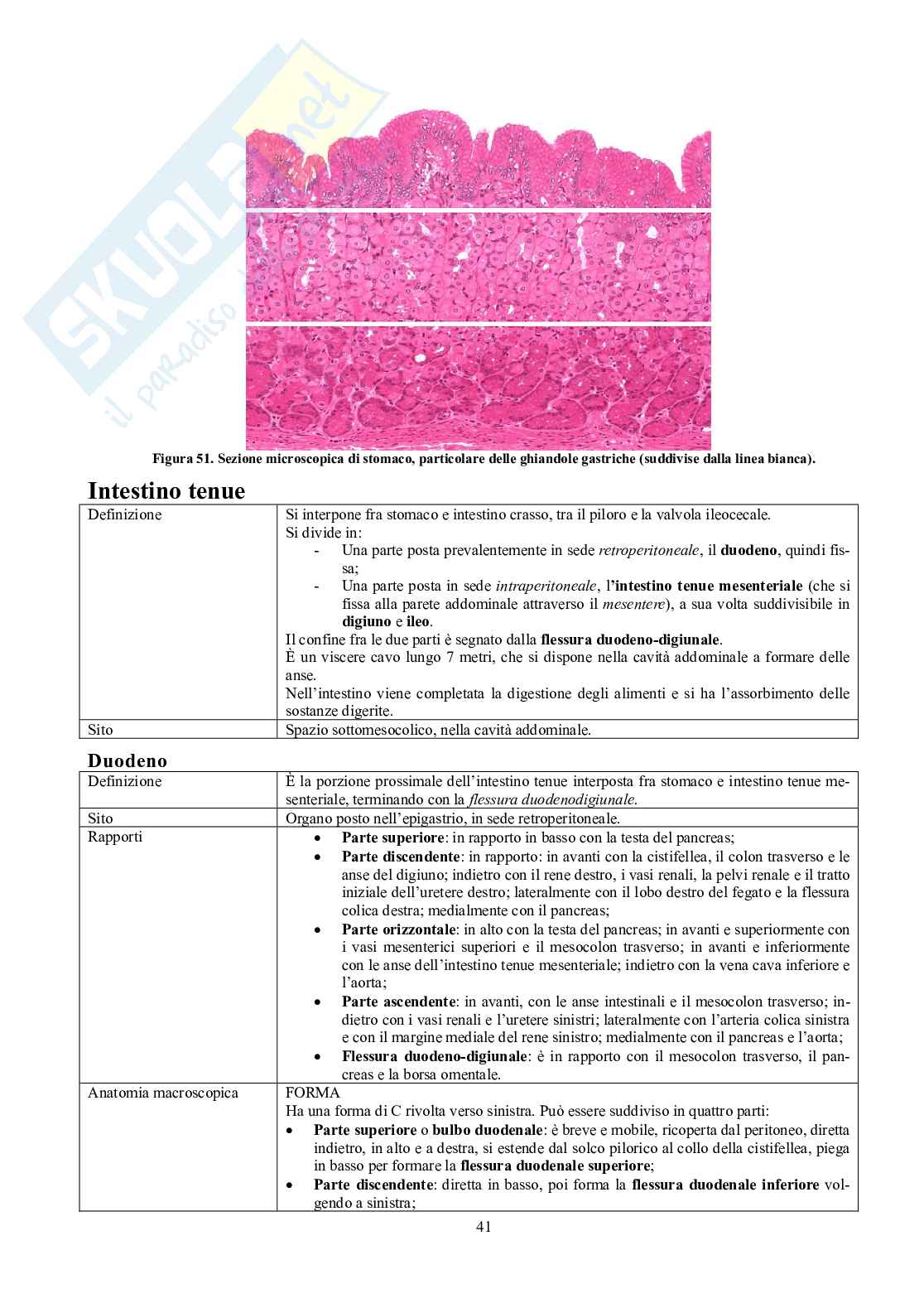 Appunti di Anatomia - Splancnologia Pag. 41