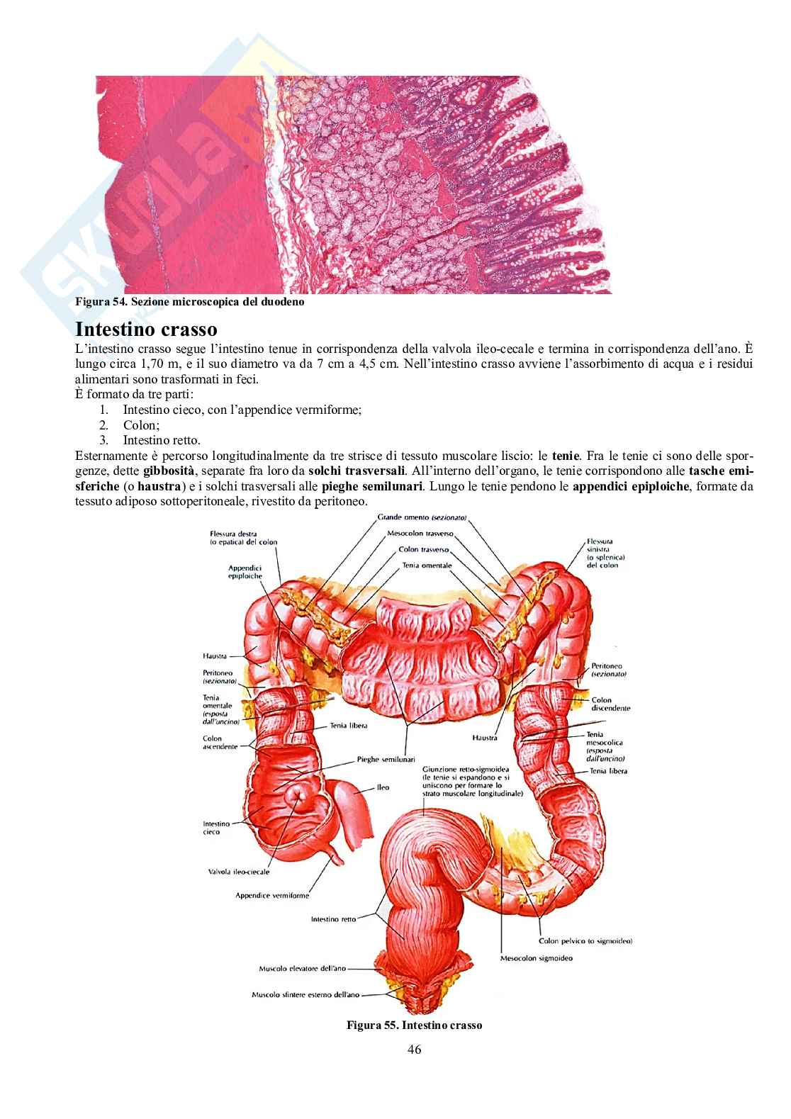Appunti di Anatomia - Splancnologia Pag. 46