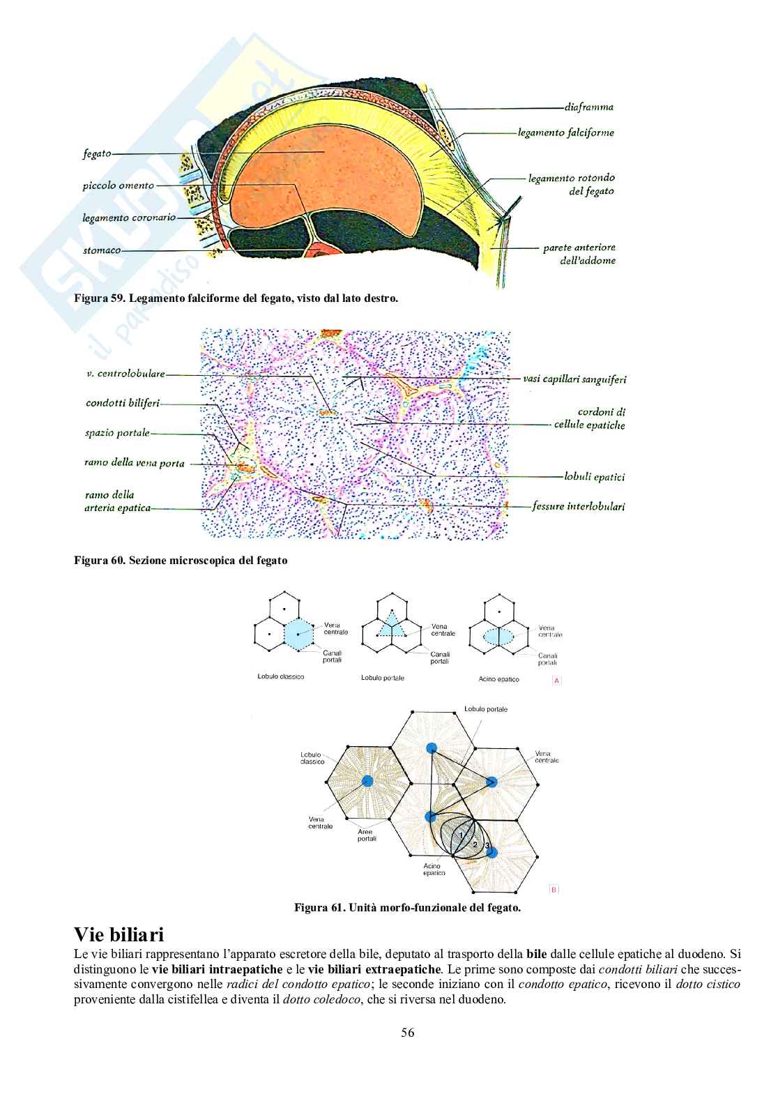 Appunti di Anatomia - Splancnologia Pag. 56