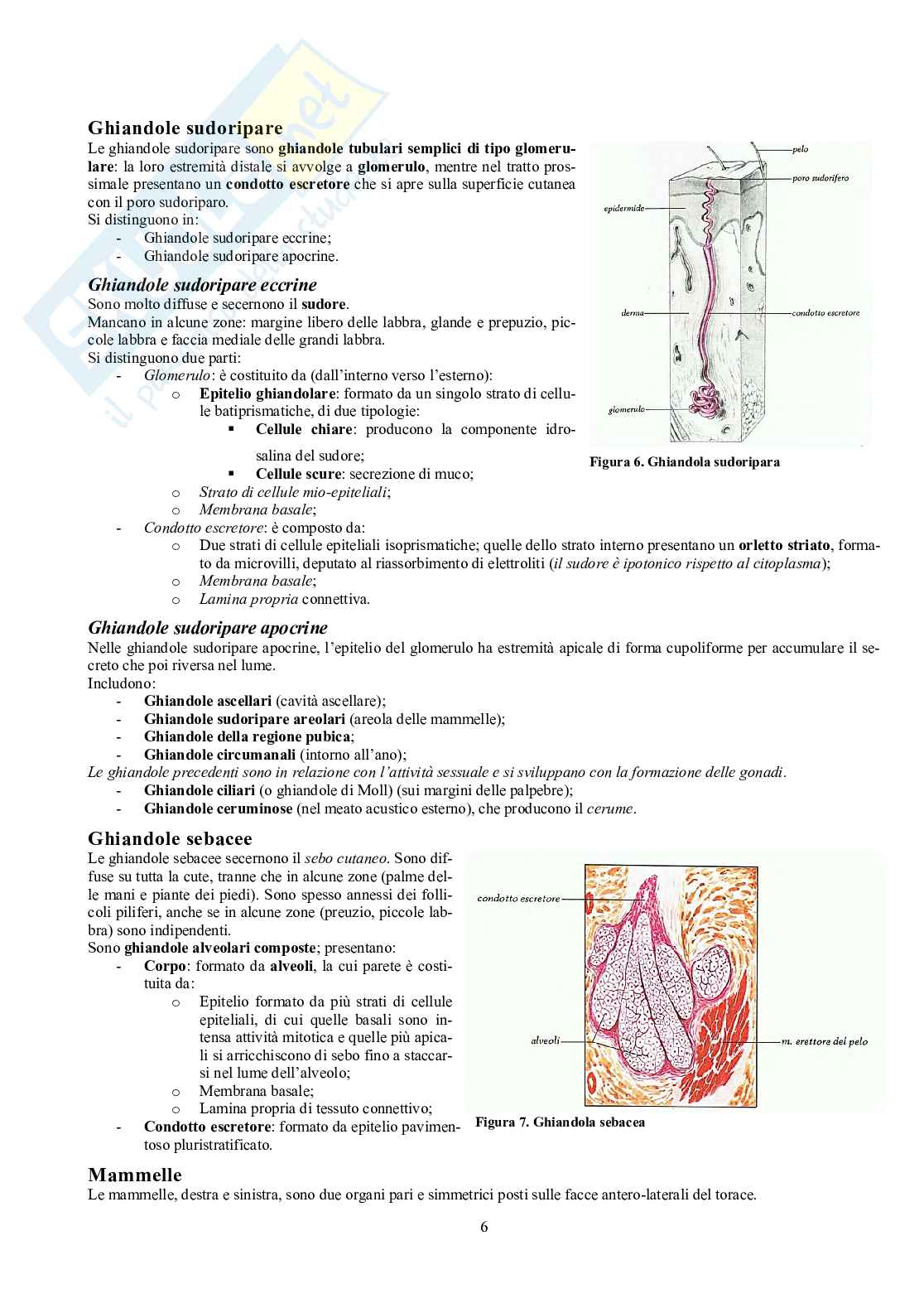 Appunti di Anatomia - Splancnologia Pag. 6