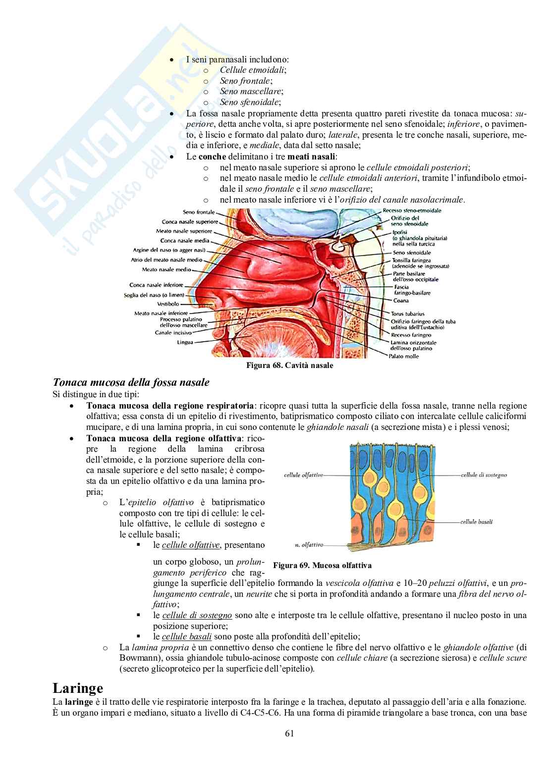 Appunti di Anatomia - Splancnologia Pag. 61