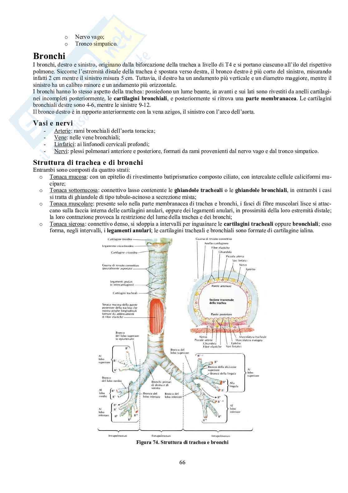 Appunti di Anatomia - Splancnologia Pag. 66