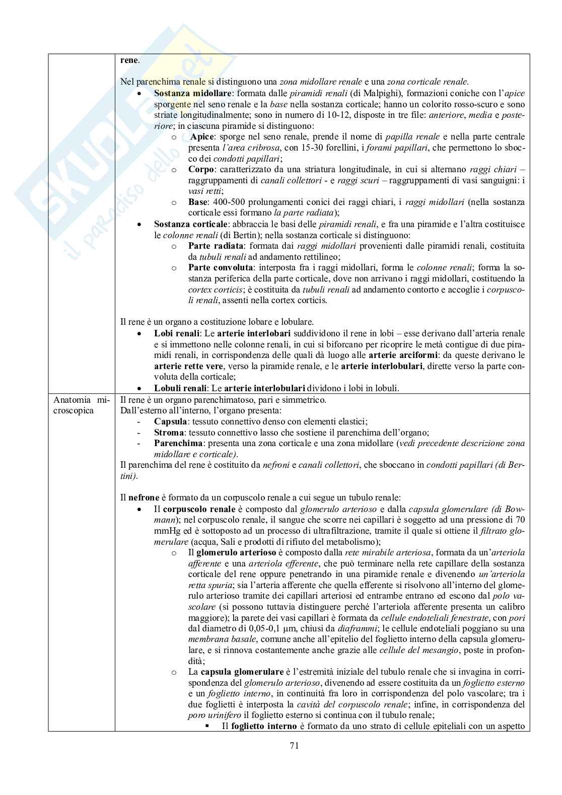 Appunti di Anatomia - Splancnologia Pag. 71