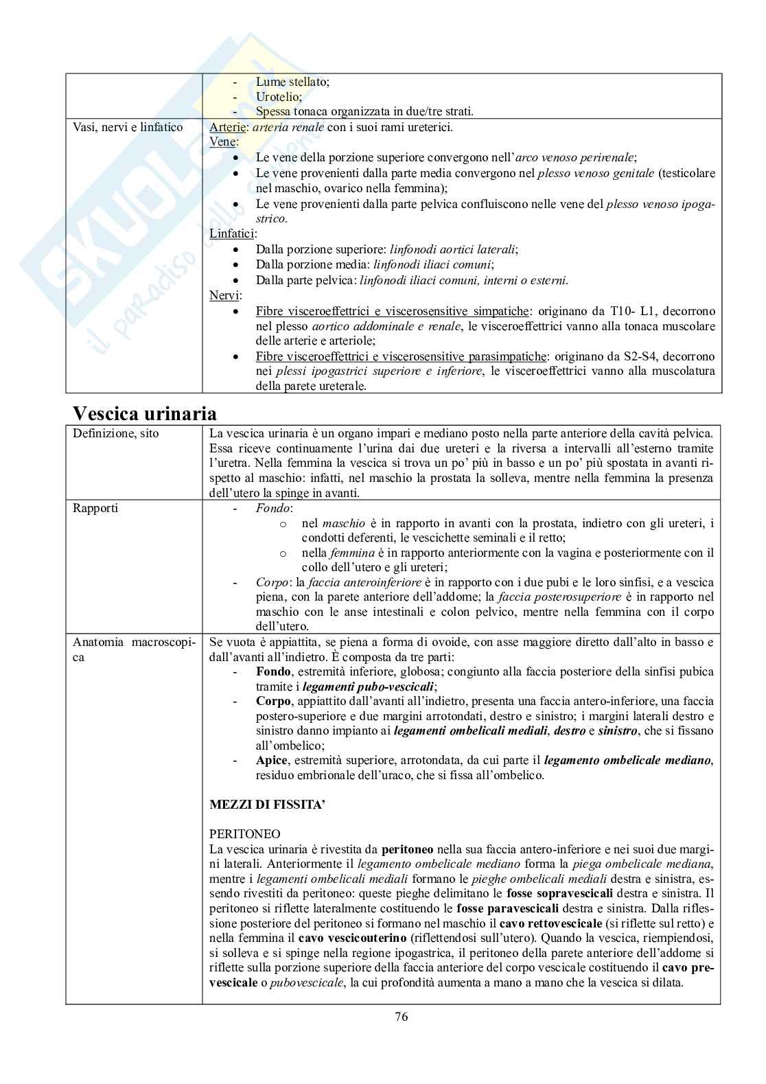 Appunti di Anatomia - Splancnologia Pag. 76