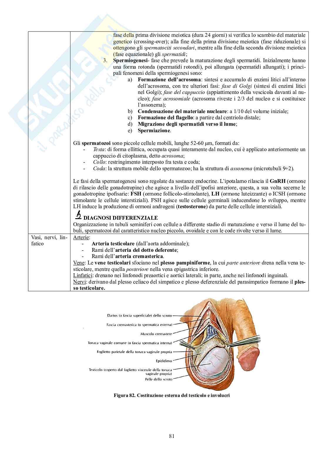Appunti di Anatomia - Splancnologia Pag. 81