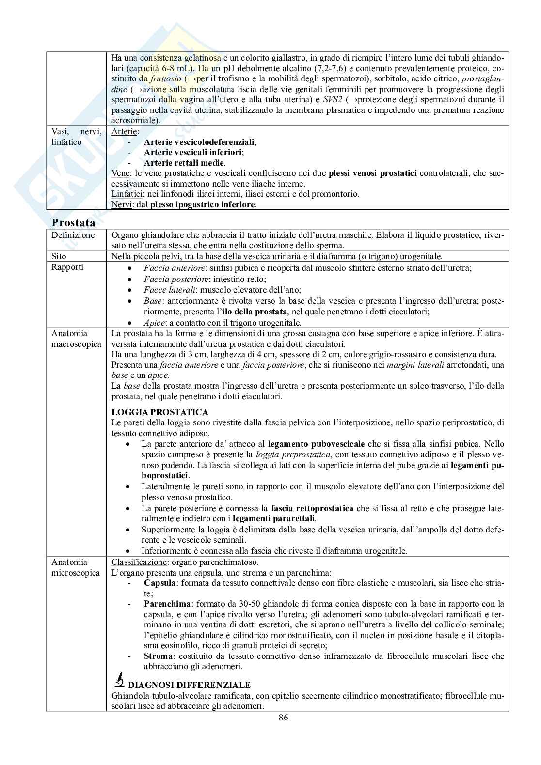 Appunti di Anatomia - Splancnologia Pag. 86