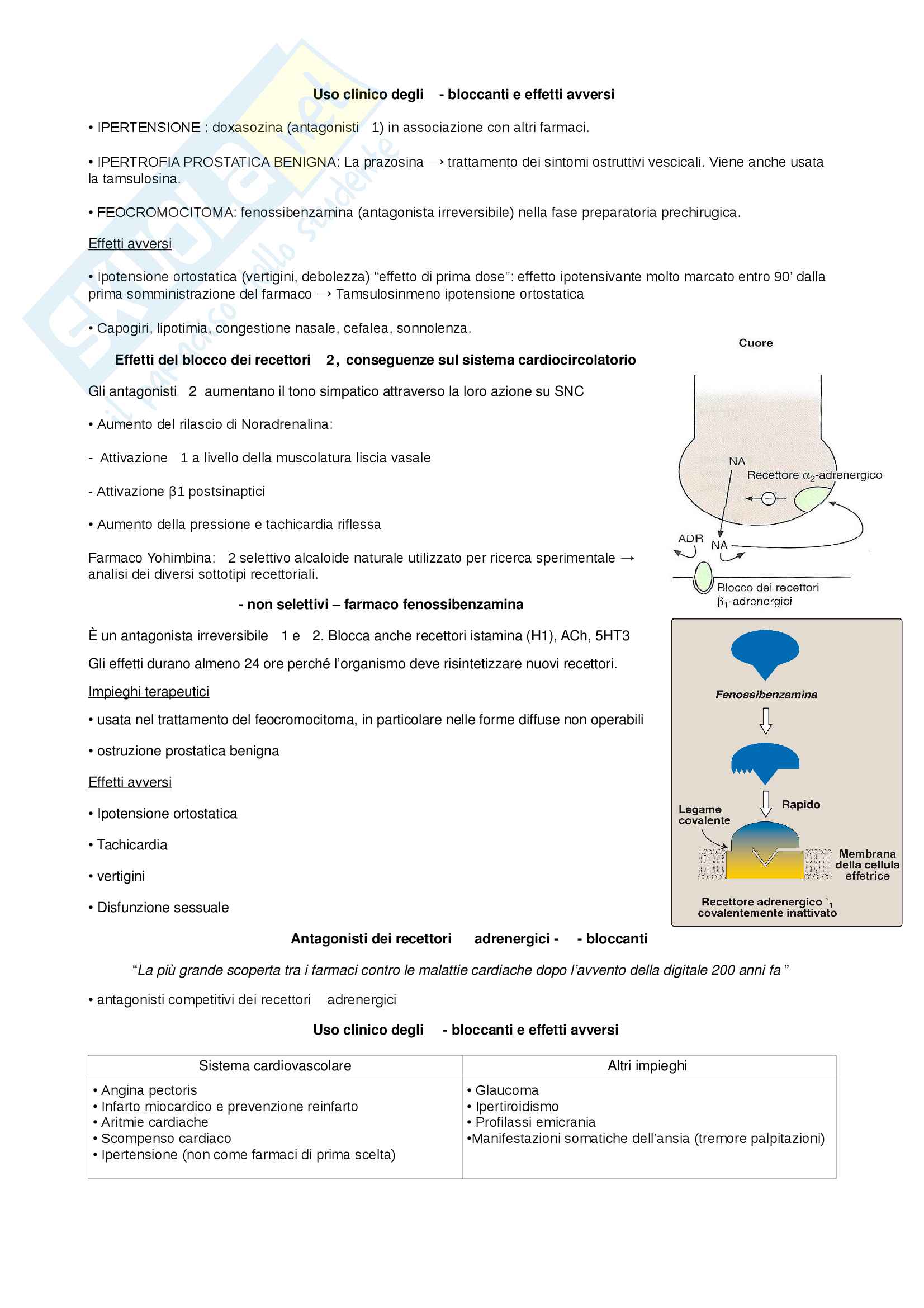 Farmacologia - Recettori adrenergici e colinergici, neurotrasmissione adrenergica e antagonisti dei recettori adrenergici BIO/14 Pag. 11