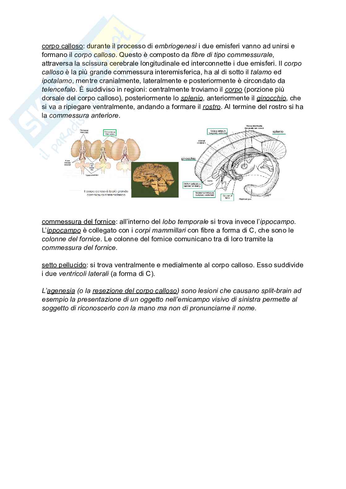 Encefalo Pag. 11