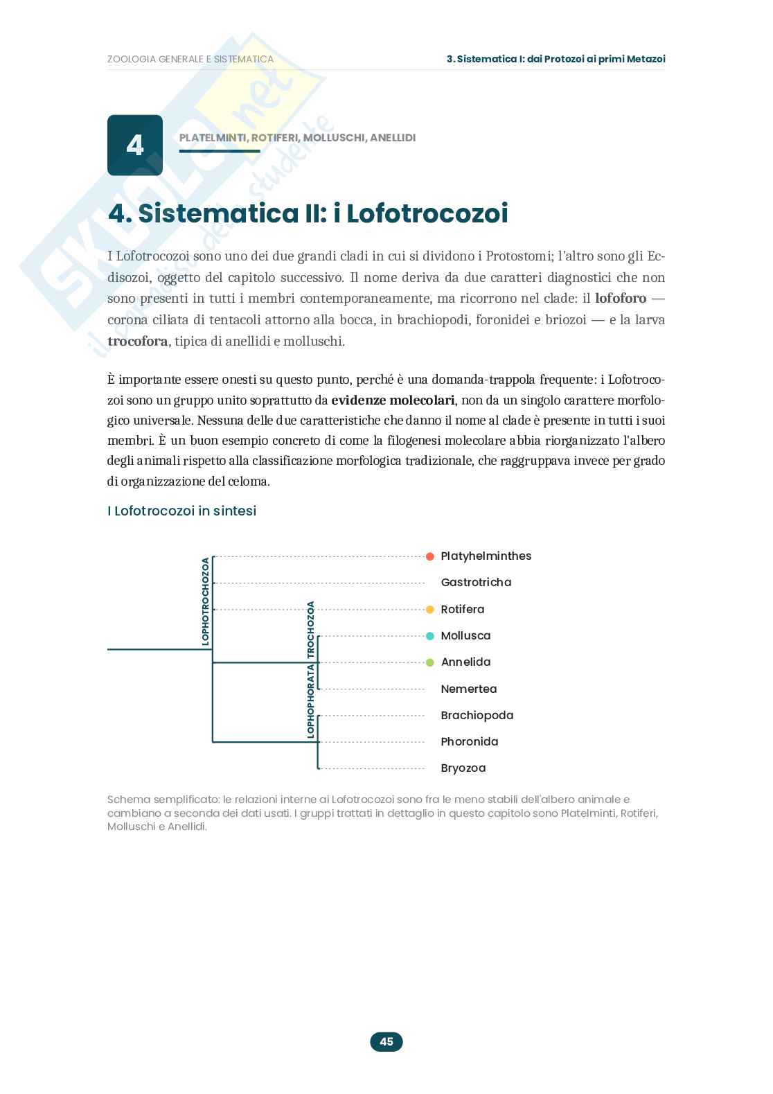 Appunti Zoologia generale e sistematica: guida completa all'esame  Pag. 46