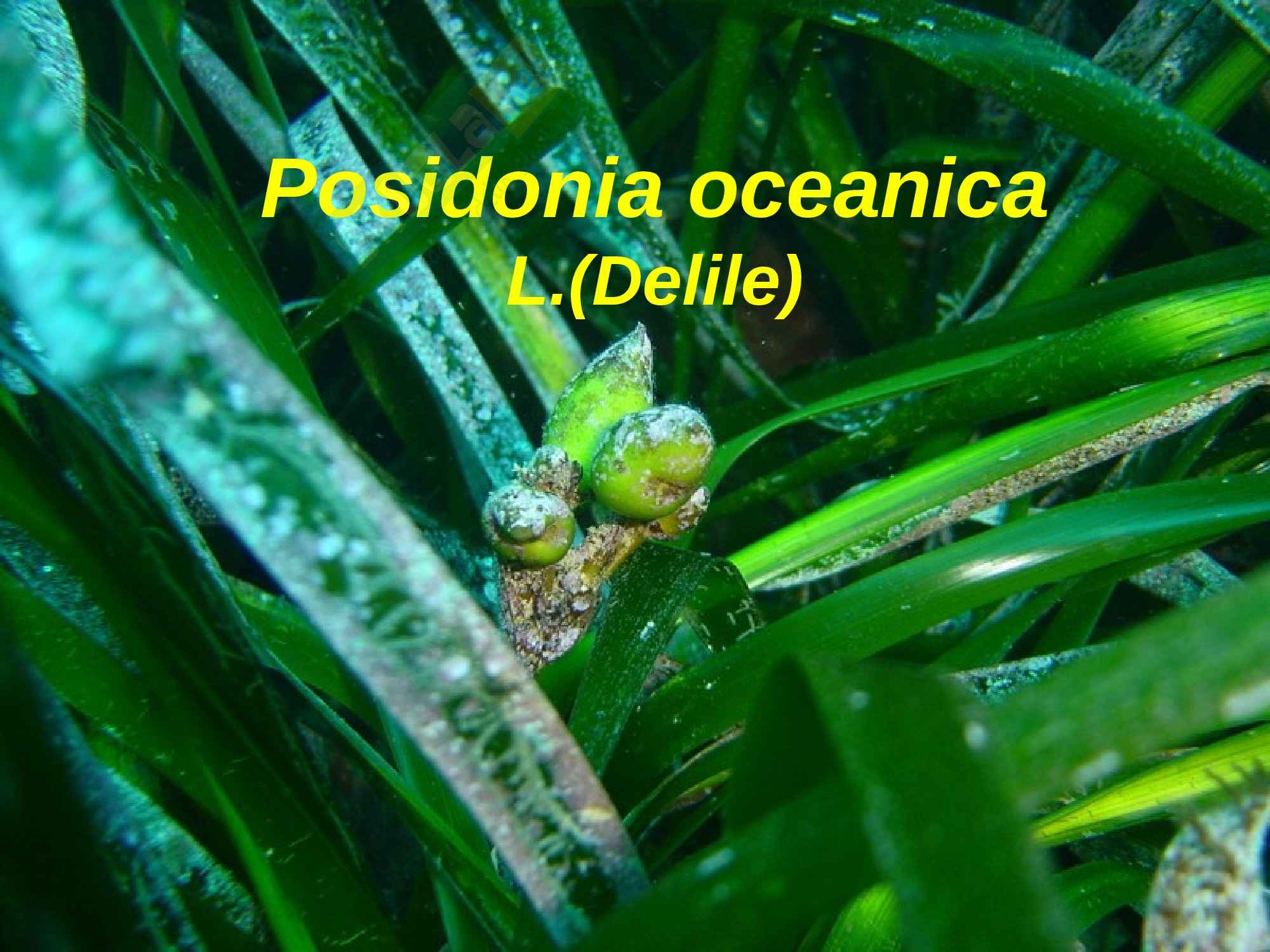 Ecologia - Posidonia Oceanica Pag. 1
