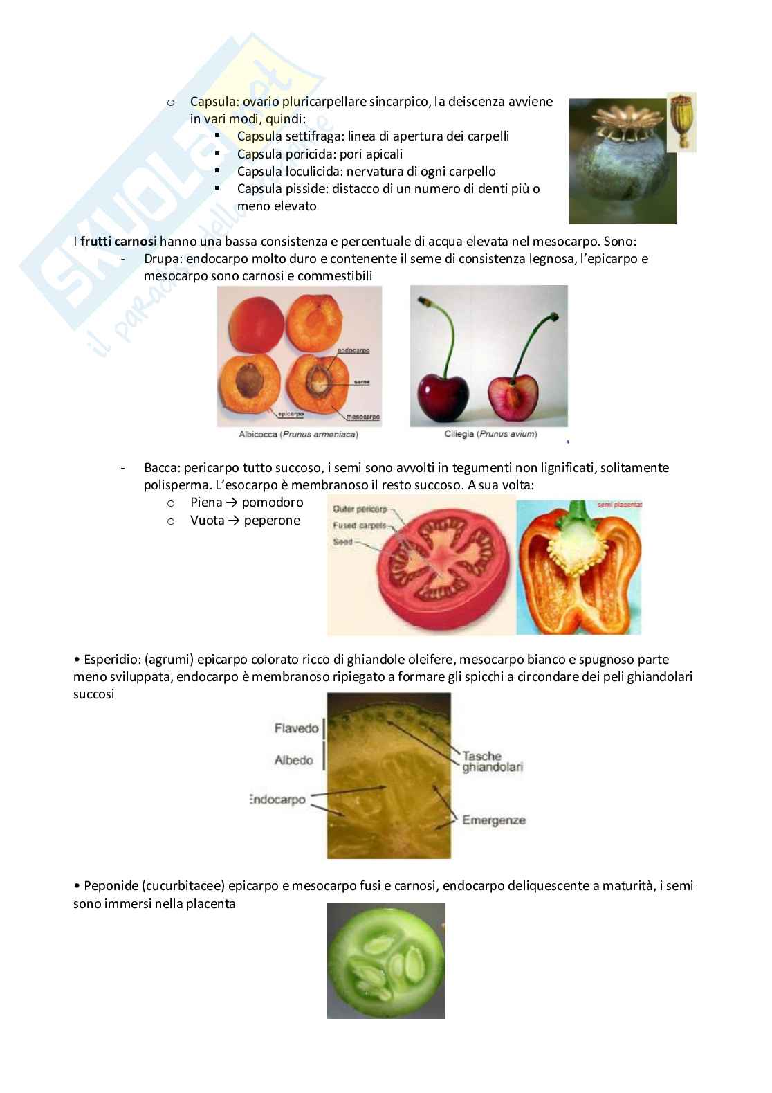 biologia - organografia Pag. 26