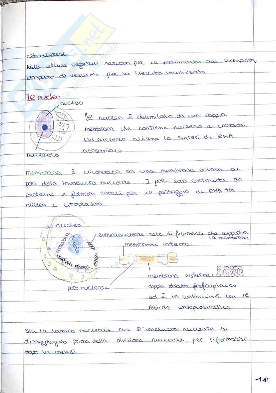 Produzioni vegetali - secondo parziale Pag. 11