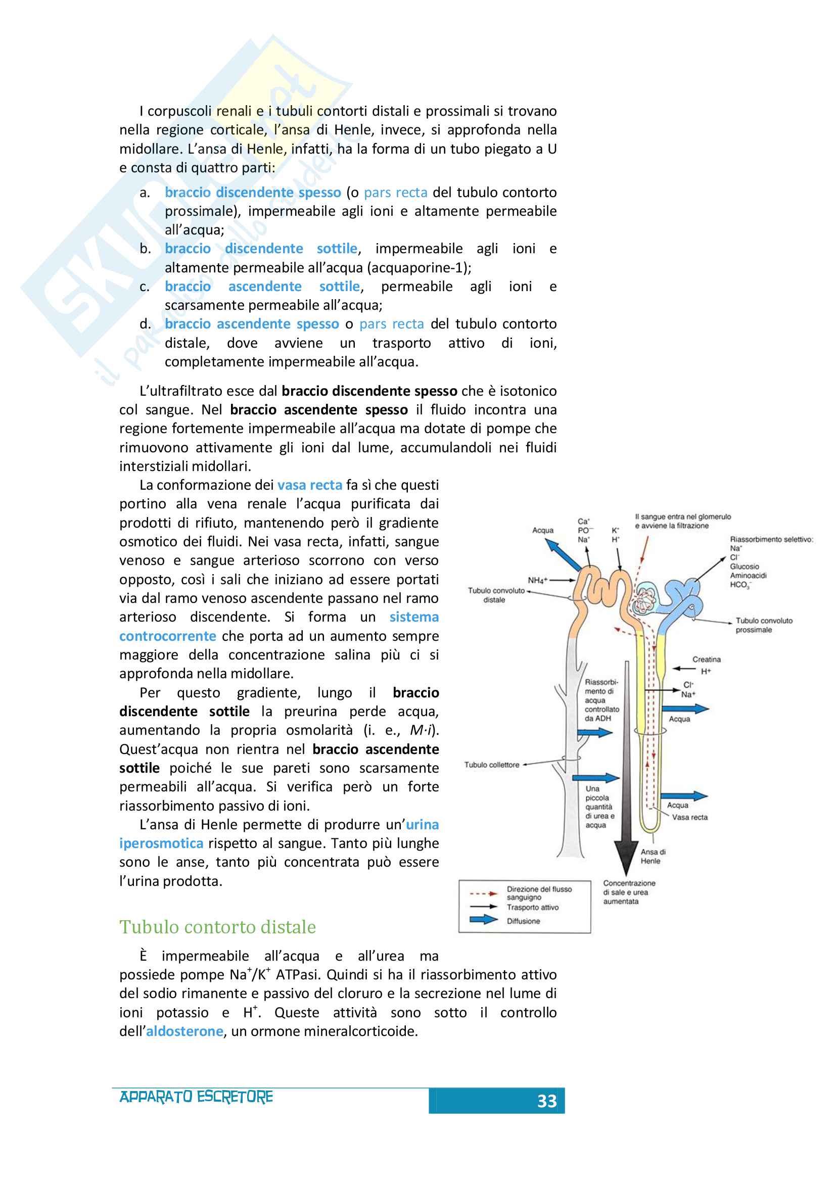 Apparato escretore Pag. 6