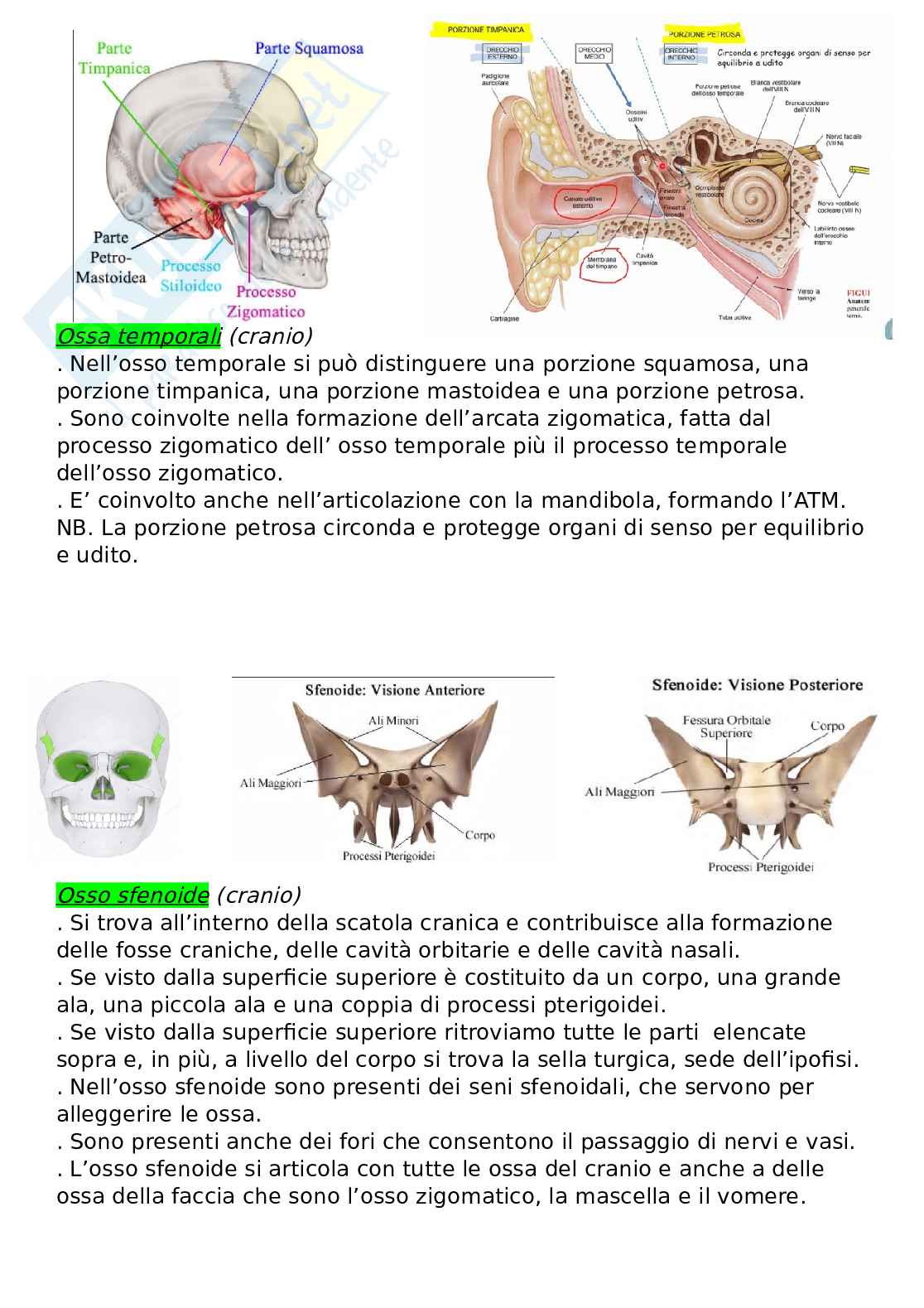 Anatomia generale Pag. 11