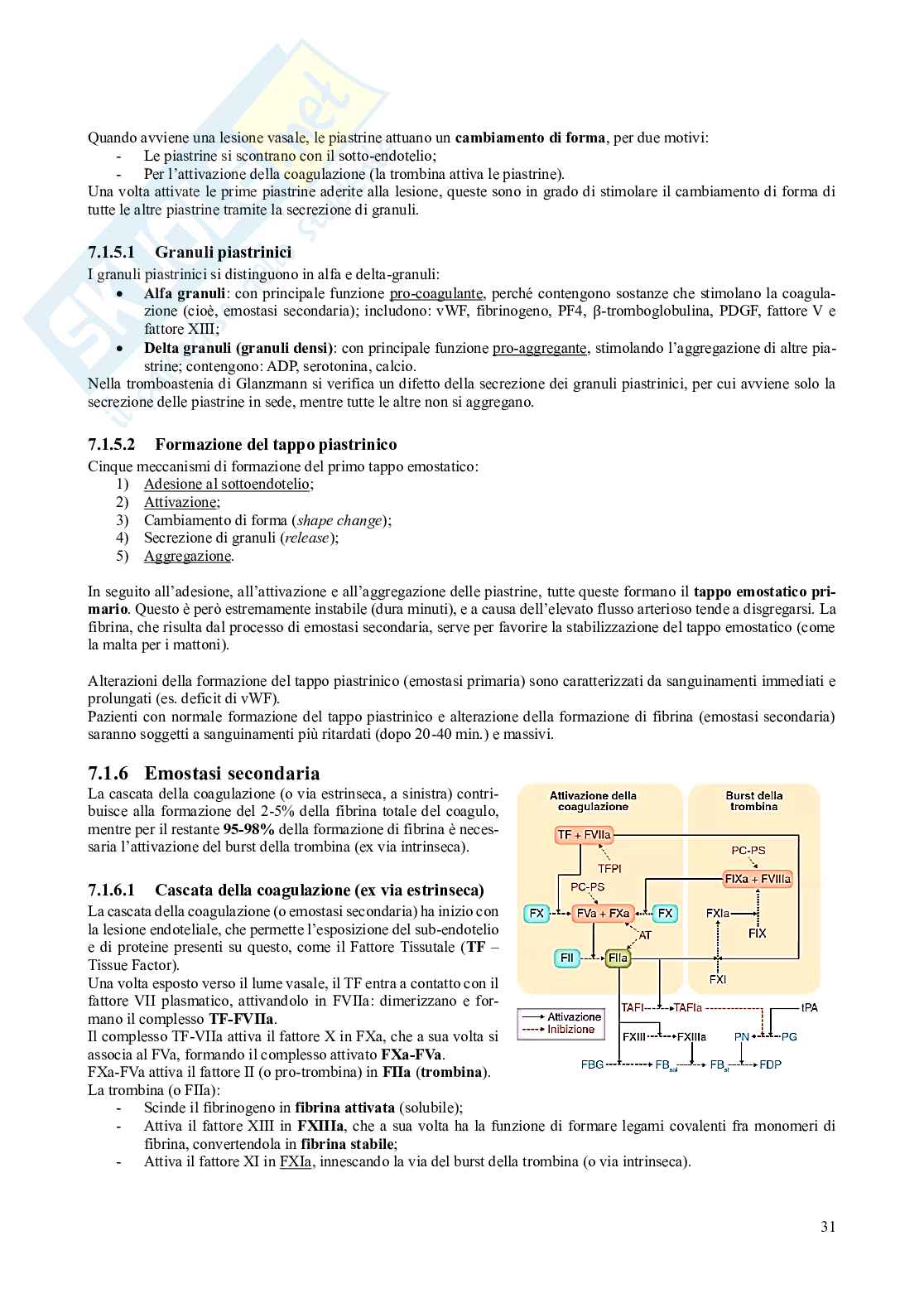 Appunti di Medicina di laboratorio Pag. 31