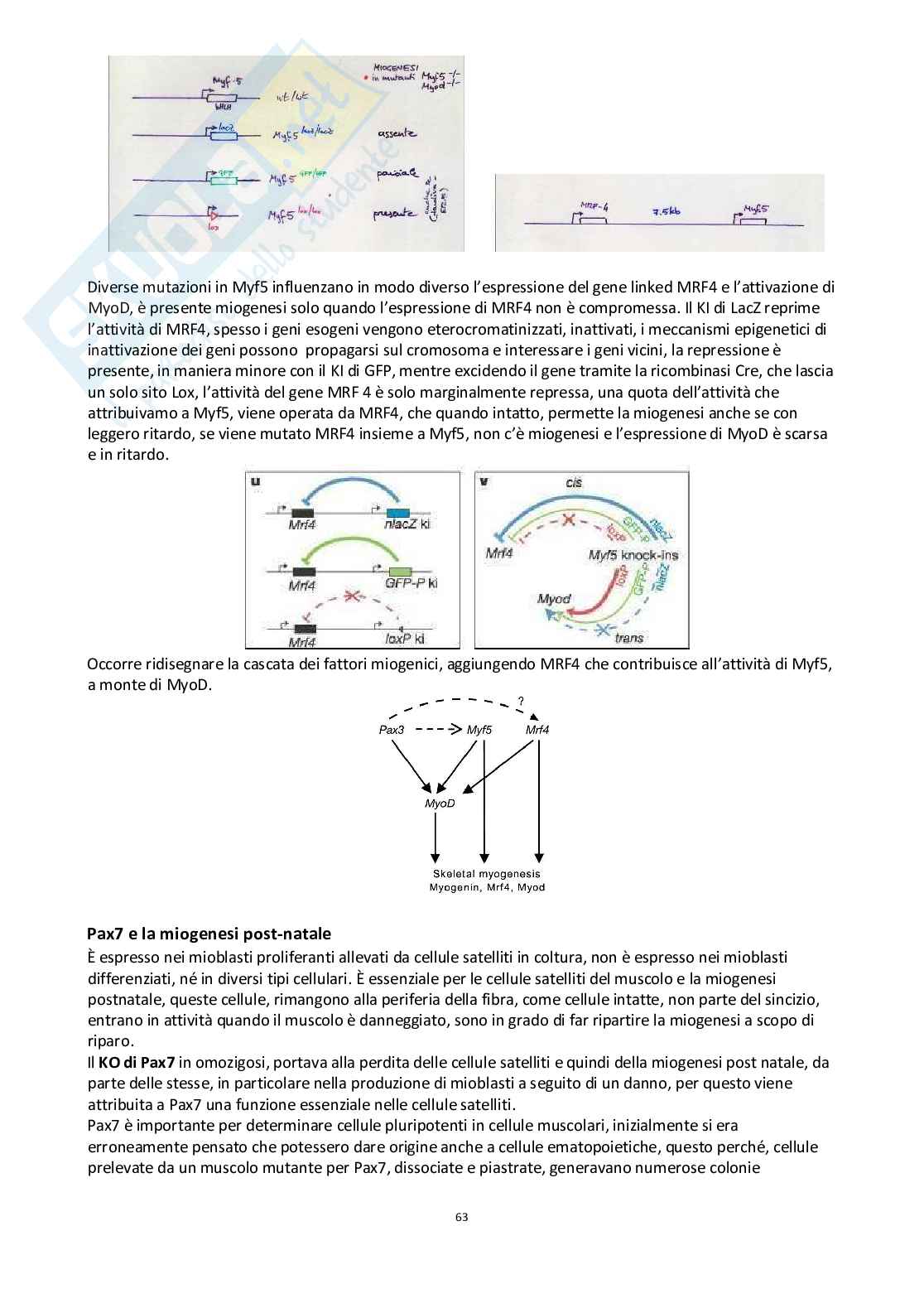 Appunti completi per l'esame di Genetica dello sviluppo e del differenziamento Pag. 66