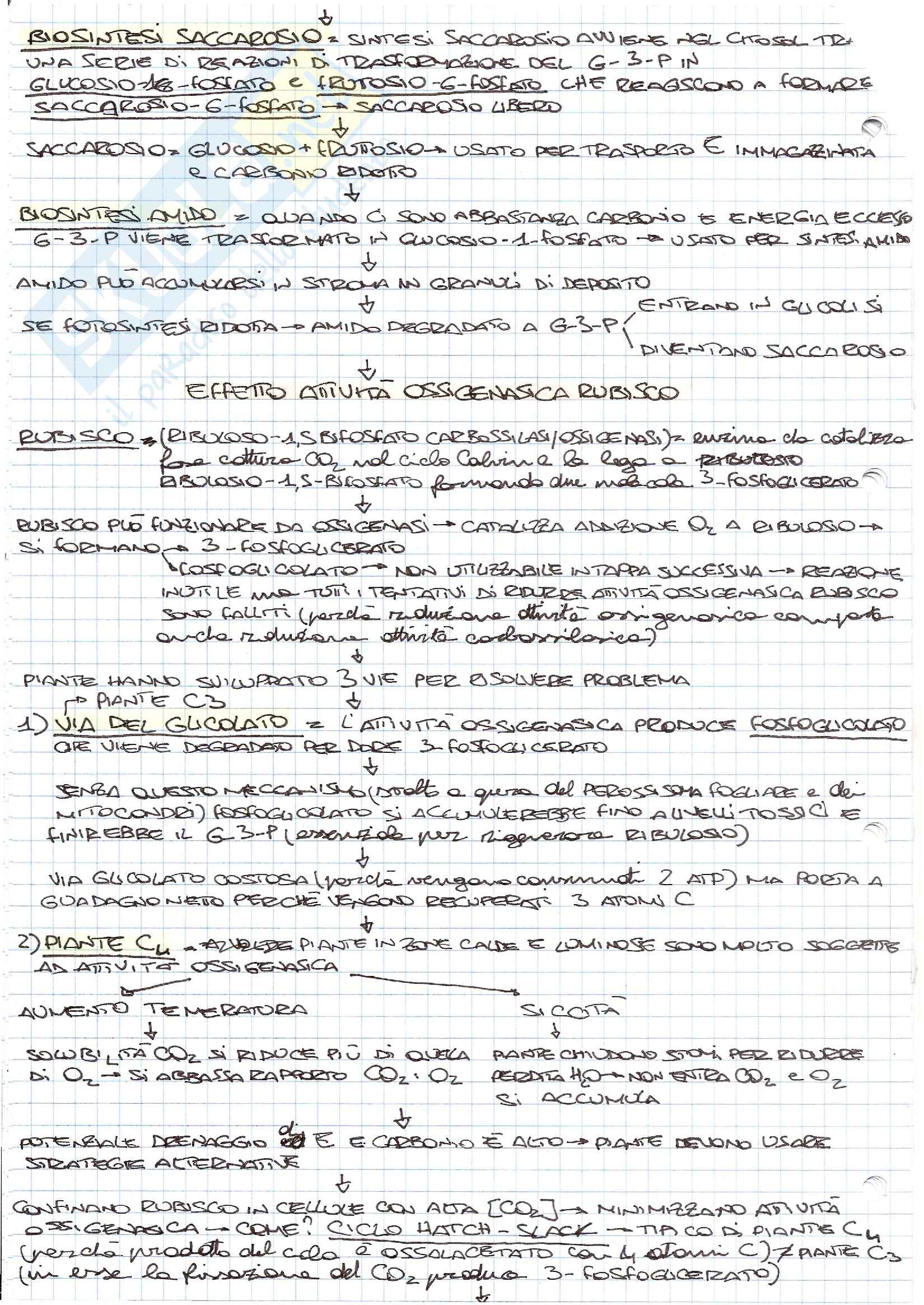 Schemi di biologia generale e cellulare per l'esame della prof. Patrizia Limonta sulla fotosintesi Pag. 6