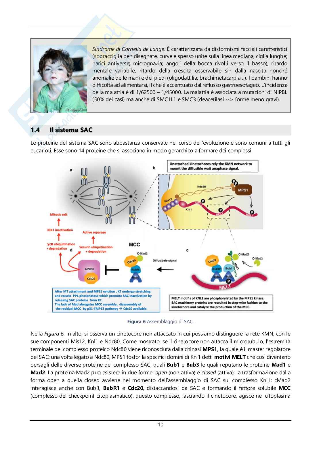 Argomenti sommari genetica Pag. 11