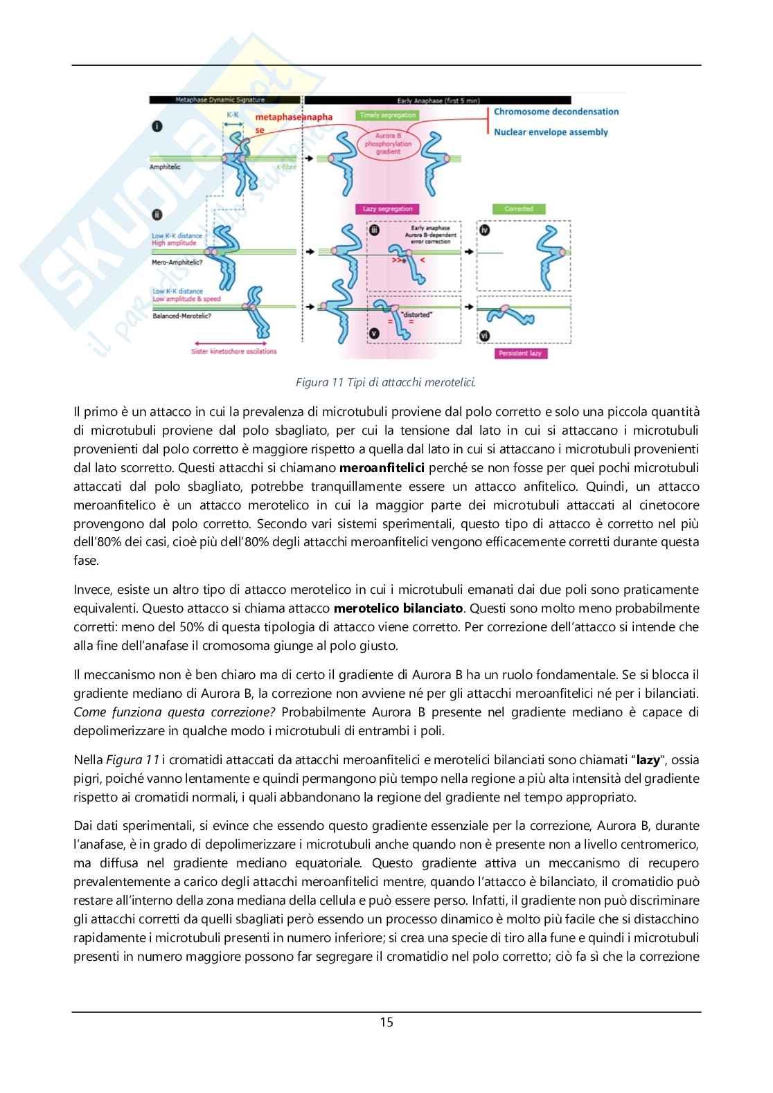 Argomenti sommari genetica Pag. 16