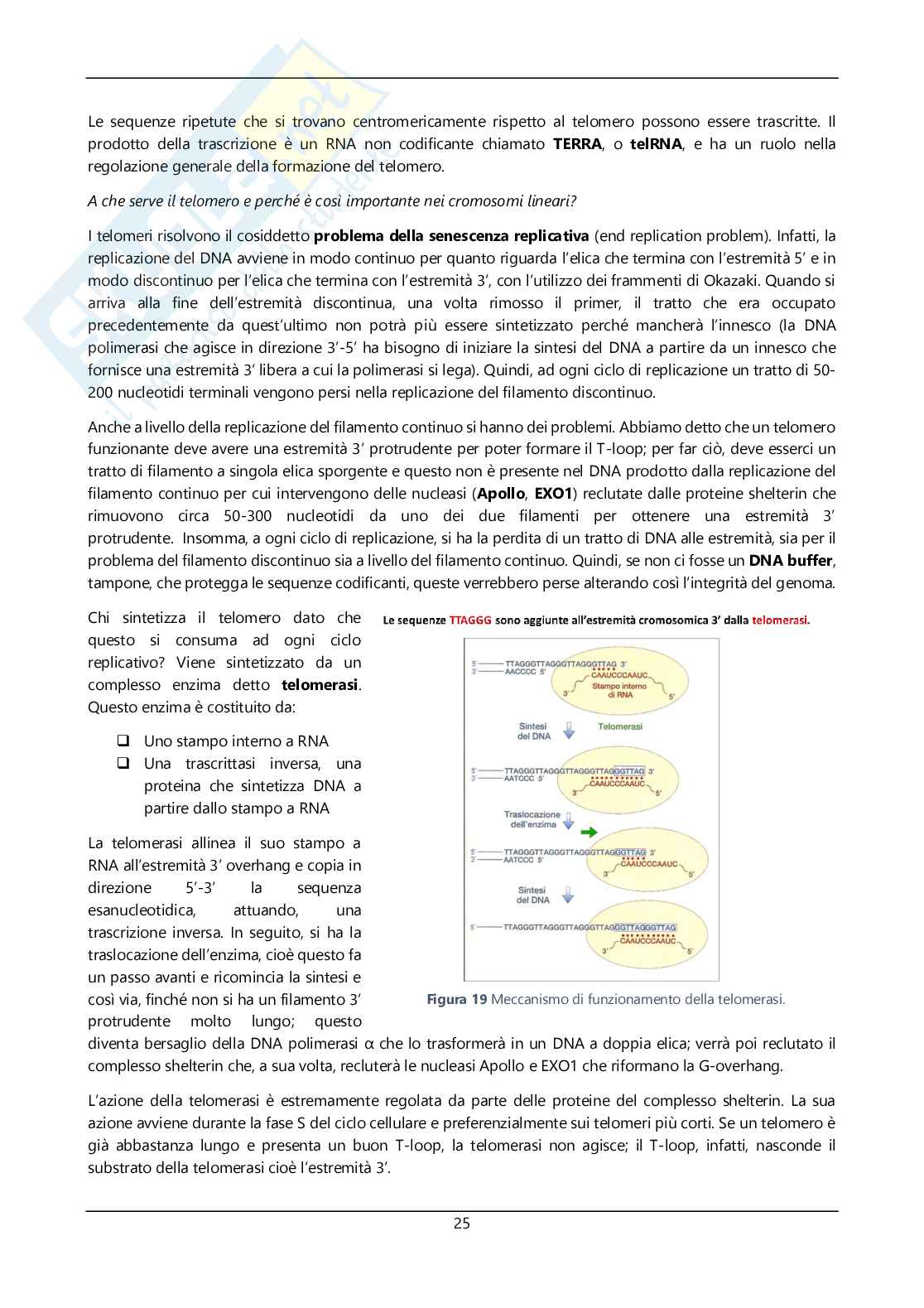 Argomenti sommari genetica Pag. 26