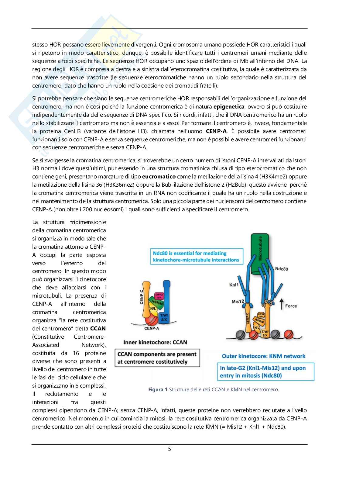 Argomenti sommari genetica Pag. 6