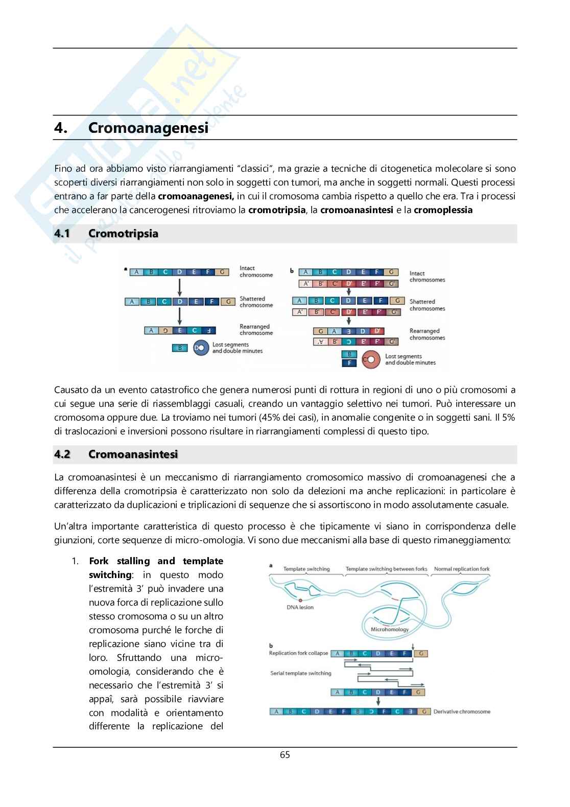 Argomenti sommari genetica Pag. 66