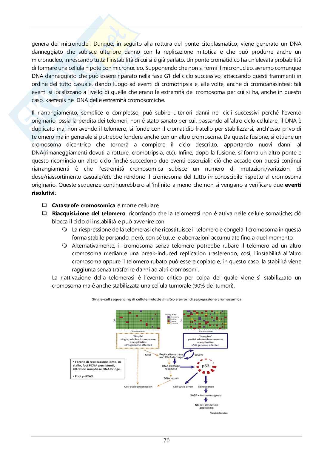 Argomenti sommari genetica Pag. 71