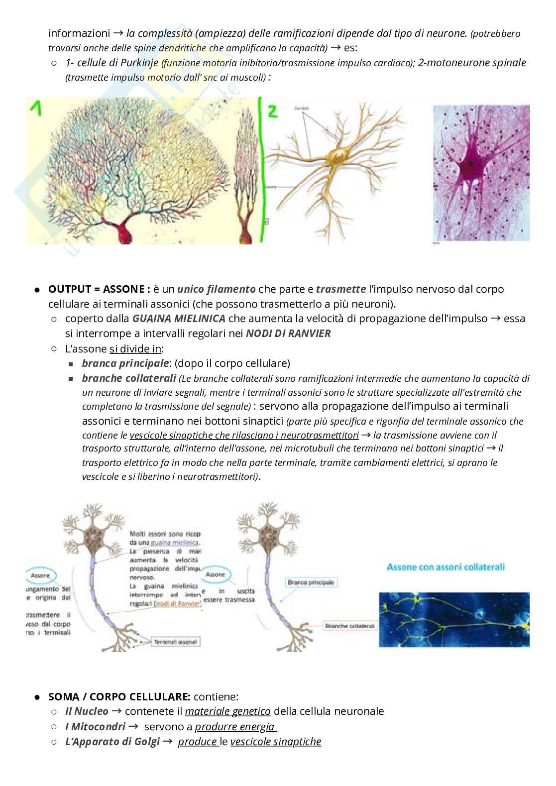 Riassunto esame Psicobiologia, Prof. Fiorio Mirta, libro consigliato Neuroscienze cognitive , Gazzaniga  Pag. 11