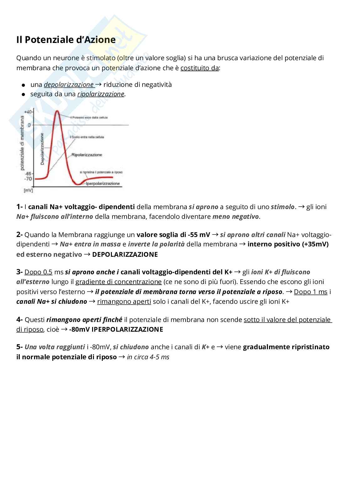 Riassunto esame Psicobiologia, Prof. Fiorio Mirta, libro consigliato Neuroscienze cognitive , Gazzaniga  Pag. 16