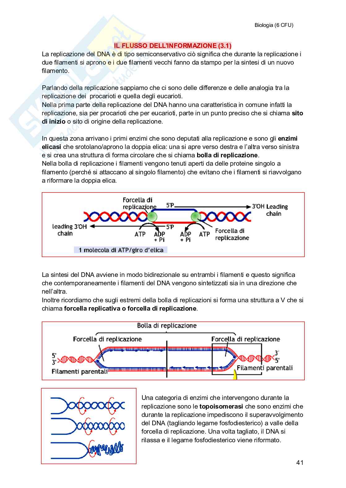 Biologia (semestre filtro) Pag. 41