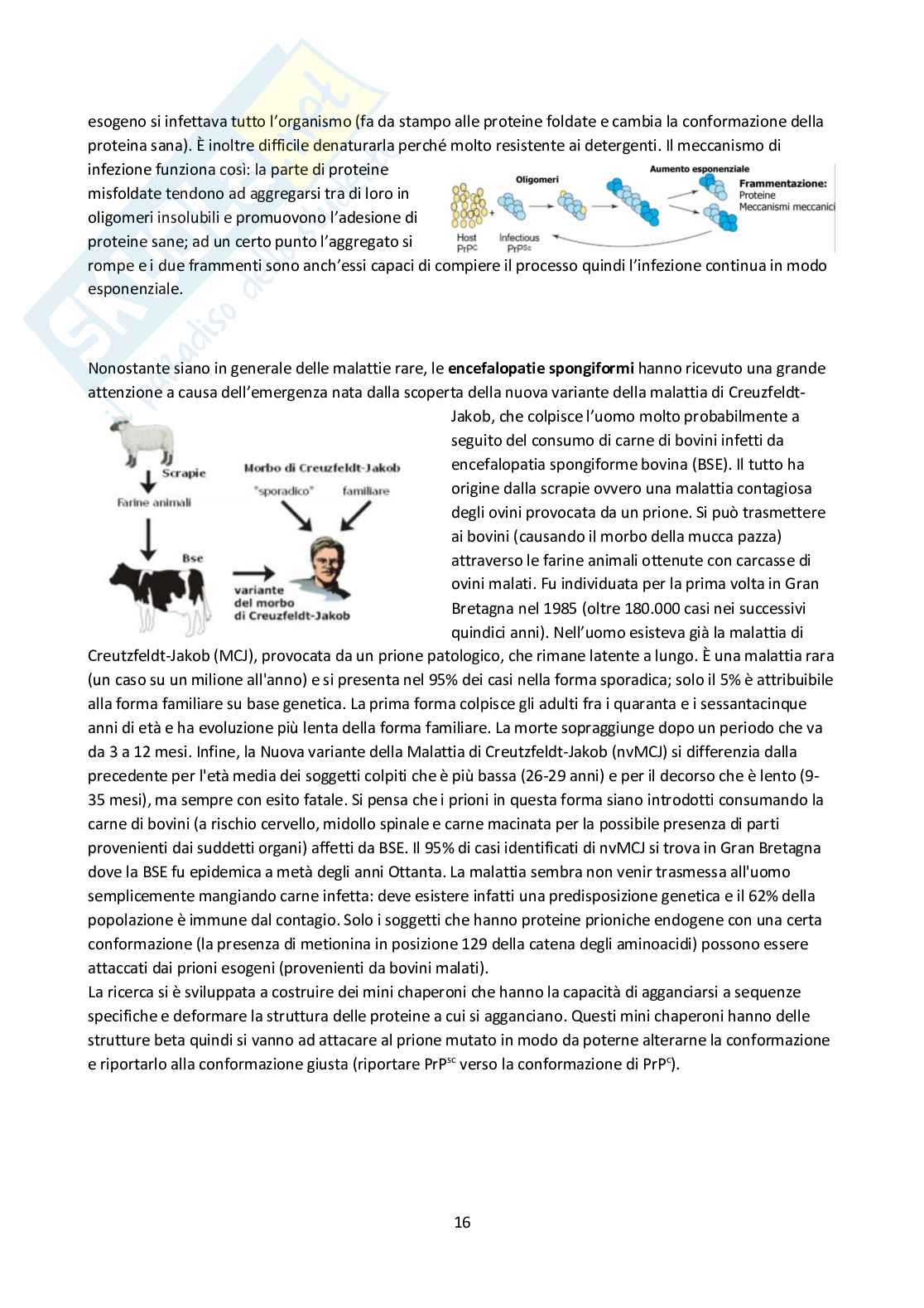 Appunti completi Bioingegneria cellulare Pag. 16