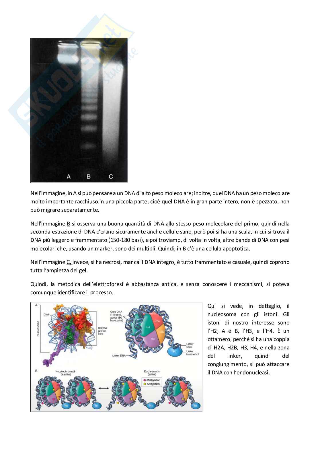 Patologia generale e fondamenti di fisiopatologia - parte 4 Pag. 21