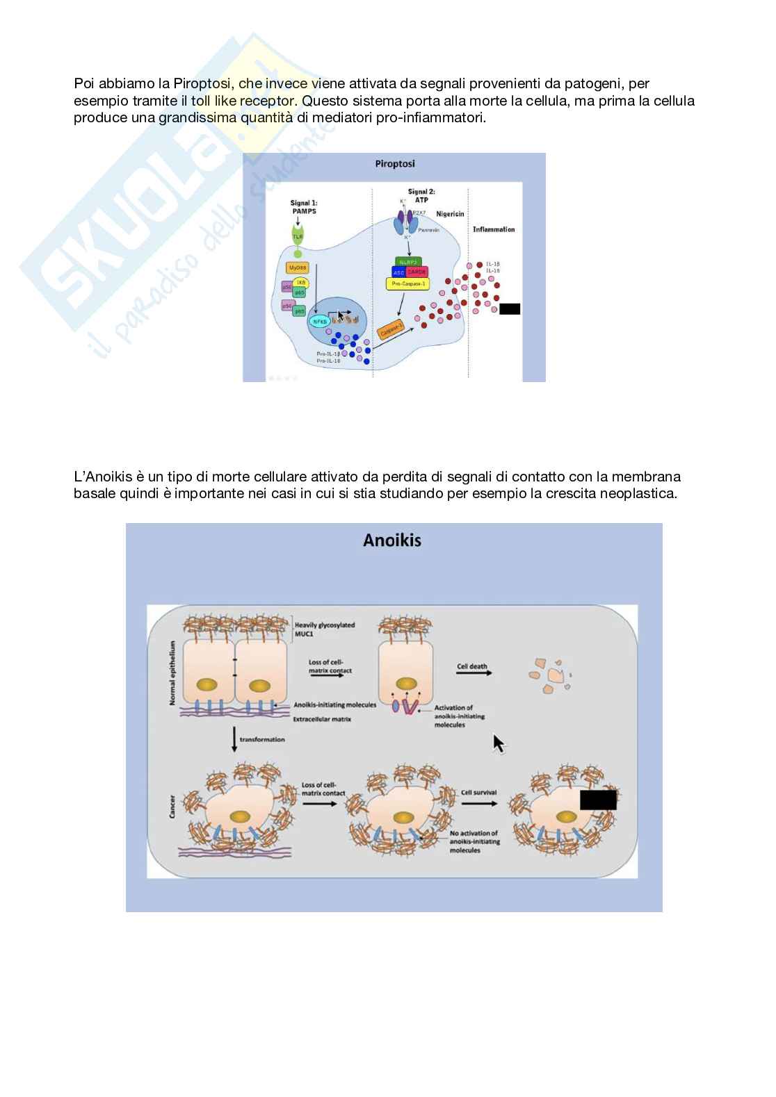 Patologia generale e fondamenti di fisiopatologia - parte 4 Pag. 26