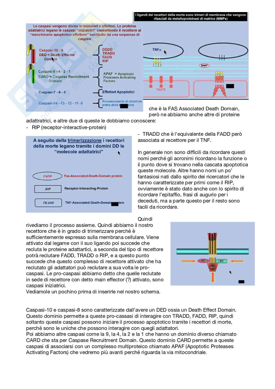 Patologia generale e fondamenti di fisiopatologia - parte 4 Pag. 31