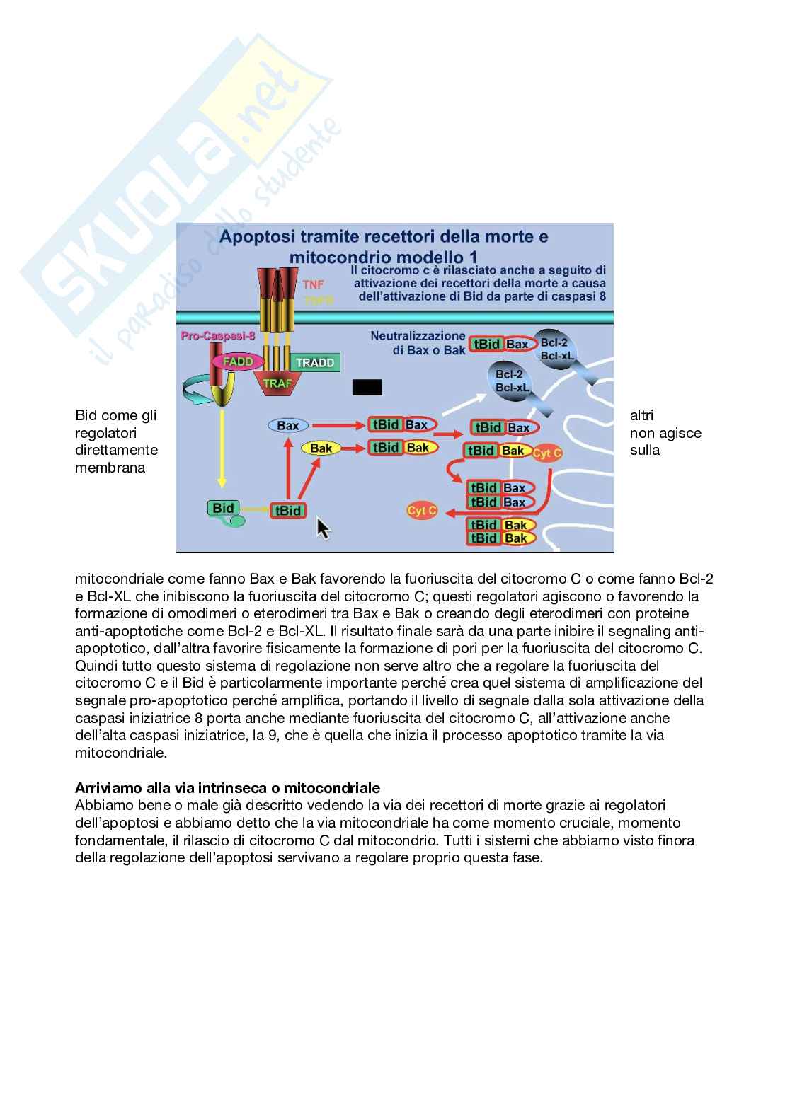 Patologia generale e fondamenti di fisiopatologia - parte 4 Pag. 36