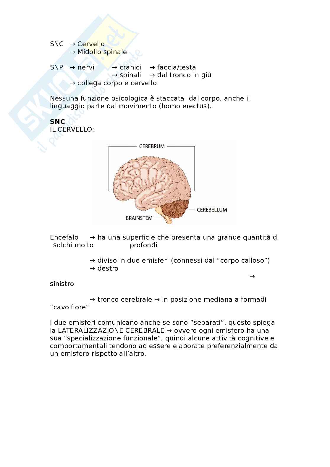 Neuroanatomia funzionale: organizzazione cerebrale, lateralizzazione e memoria Pag. 2